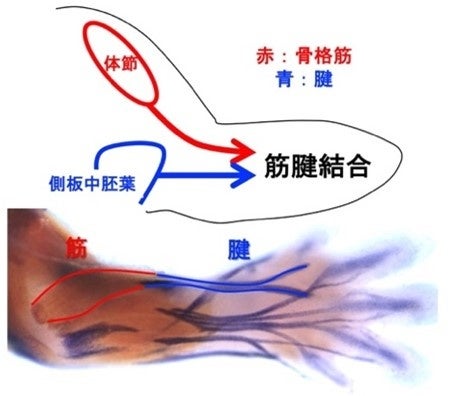 哺乳類胚における腱と筋の相互作用を解明のサブ画像1_図1 骨格筋と腱は対になって働くが、 胚発生では異なる場所に起源がある （上）胚発生における筋腱の移動と結合 （下）マウス胚前肢のMyh3（筋繊維）とTnmd（腱）のin situ hybridization