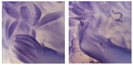 哺乳類胚における腱と筋の相互作用を解明のサブ画像2_図2 マウス胚前肢の骨格筋の免疫染色 腱が減少したScx-DTAマウス（右）では骨格筋（青）の形態や結合位置が異常に
