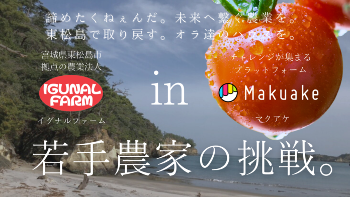 東松島の「いぐなる」ものを食べてミニトマトハウス再建を応援！【日本三景の一つ松島の海水を使用】ミニトマトを生産する農業法人「イグナルファーム」がMakuakeにて開始4日で100万円の応援購入集まるのメイン画像
