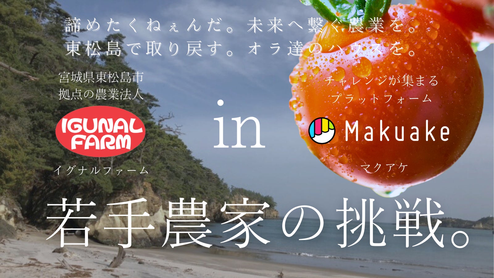 東松島の「いぐなる」ものを食べてミニトマトハウス再建を応援！【日本三景の一つ松島の海水を使用】ミニトマトを生産する農業法人「イグナルファーム」がMakuakeにて開始4日で100万円の応援購入集まるのサブ画像1