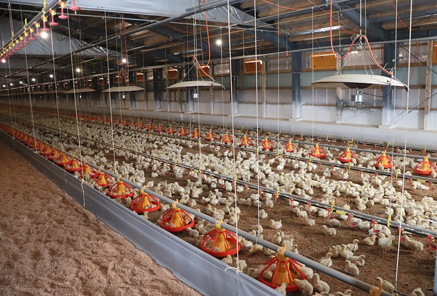 「飼料残量の見える化」で宮崎県の養鶏関連輸送業者、餌切れによる突発注文ゼロを実現！のサブ画像3_養鶏場（画像提供：LCトランス）