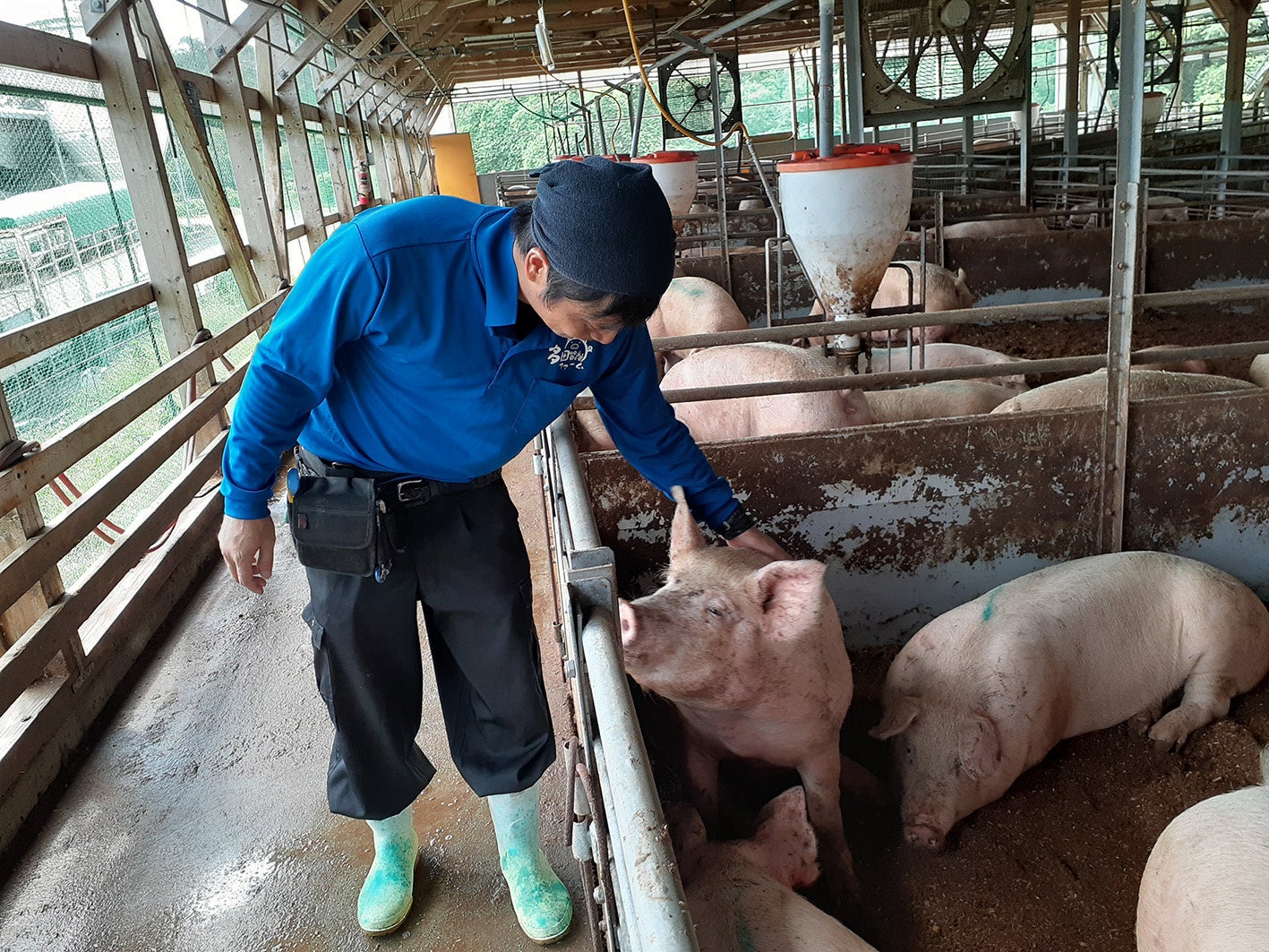 「飼料残量の見える化」で愛媛県の大規模養豚農場、毎朝の巡回確認・毎月の棚卸作業が不要に！のサブ画像2_養豚場（画像提供：多田ファーム）