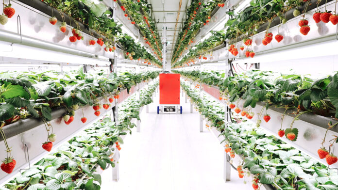 世界最大のいちごの植物工場を運営するスタートアップ「Oishii Farm」と、世界大手の産業用ロボット企業「安川電機」が植物工場の完全自動化に向けた資本業務提携を発表。のメイン画像