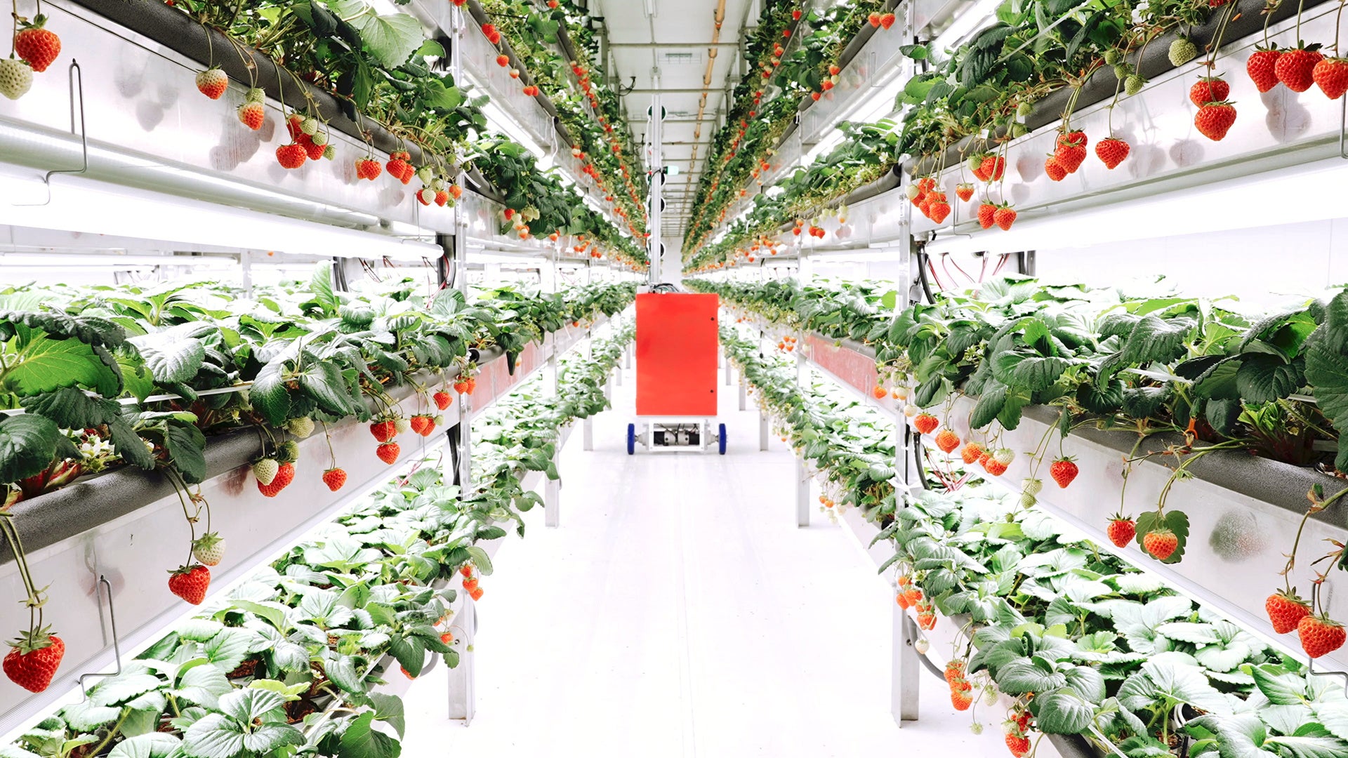 世界最大のいちごの植物工場を運営するスタートアップ「Oishii Farm」と、世界大手の産業用ロボット企業「安川電機」が植物工場の完全自動化に向けた資本業務提携を発表。のサブ画像1
