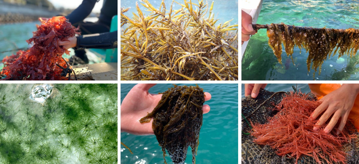 【現地参加、満員御礼】すし作家 岡田大介氏と料理家 樋口直哉氏が“海藻”でコラボイベントを開催のサブ画像2_これら全て海藻です。なんという名前かわかりますか？