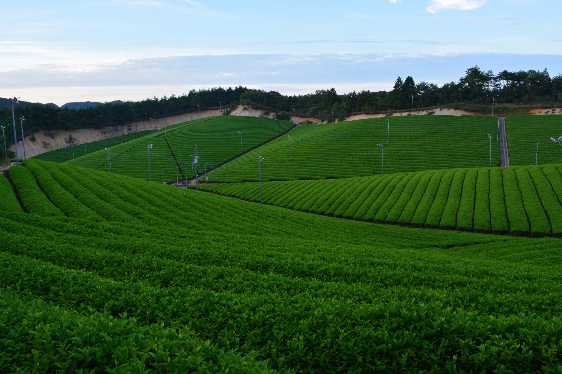 日本茶生活が春のお茶フェスタ【東京お茶めぐり2023】を2023年5月28日（日）に東京・日本橋で開催のサブ画像7