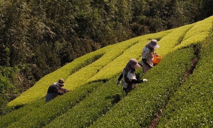 日本茶生活が春のお茶フェスタ【東京お茶めぐり2023】を2023年5月28日（日）に東京・日本橋で開催のサブ画像8