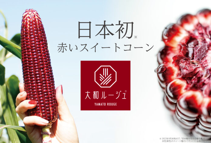 【日本初*】赤いスイートコーン『大和ルージュ®』の収穫が６月より全国各地で始まりました！のメイン画像