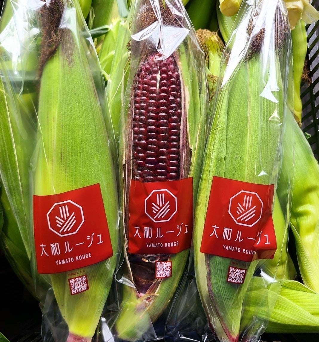 【日本初*】赤いスイートコーン『大和ルージュ®』の収穫が６月より全国各地で始まりました！のサブ画像3