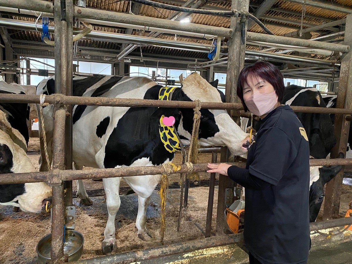 「牛」の夏バテを防ぐエコなネッククーラー、金沢家畜市場で体験販売　6/22（火）のサブ画像3