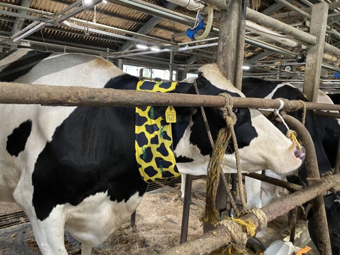 【USIMO】牛の健康管理に欠かせない！電源不要・特殊構造のネッククーラー、おかやま総合家畜市場で展示販売　6/23（金）のメイン画像