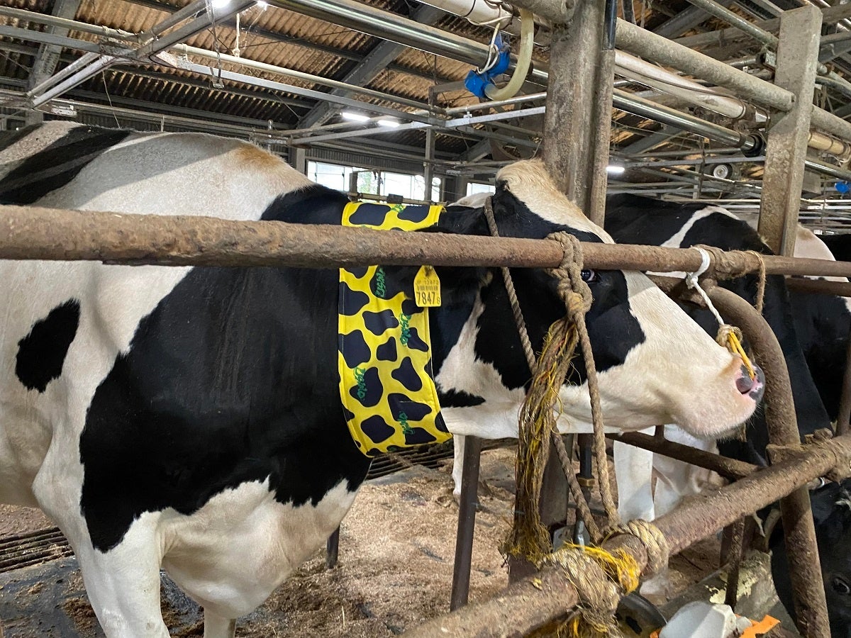 【USIMO】牛の健康管理に欠かせない！電源不要・特殊構造のネッククーラー、おかやま総合家畜市場で展示販売　6/23（金）のサブ画像1