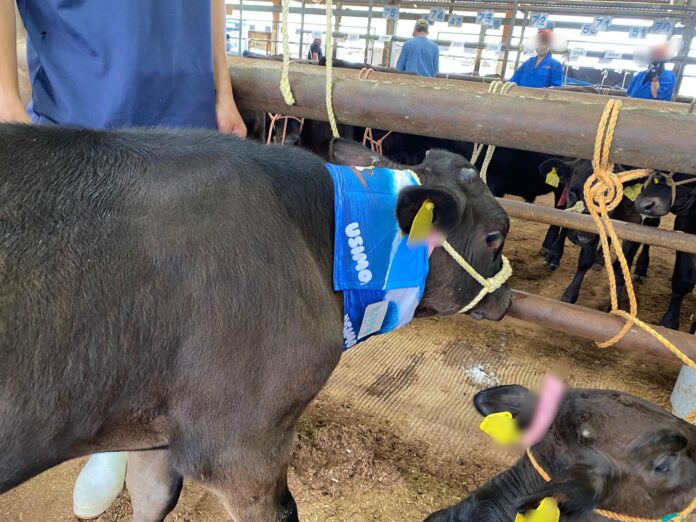 【USIMO】牛の快適さを守る！接触冷感ネッククーラー、和歌山畜産市場で体験販売　7/4のメイン画像