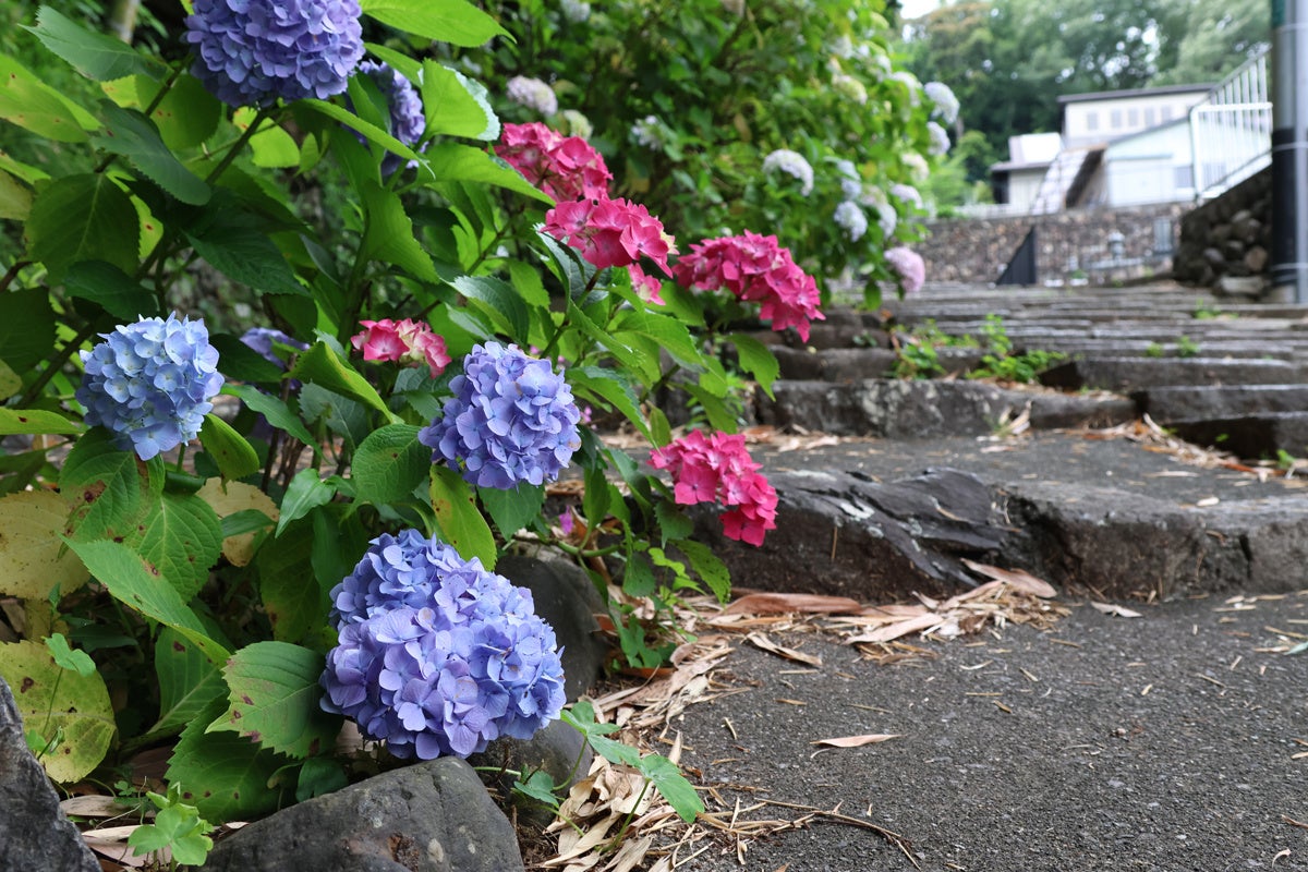 梅雨を彩るアジサイが高槻市内各所で咲き始めのサブ画像2_安岡寺の参道で撮影
