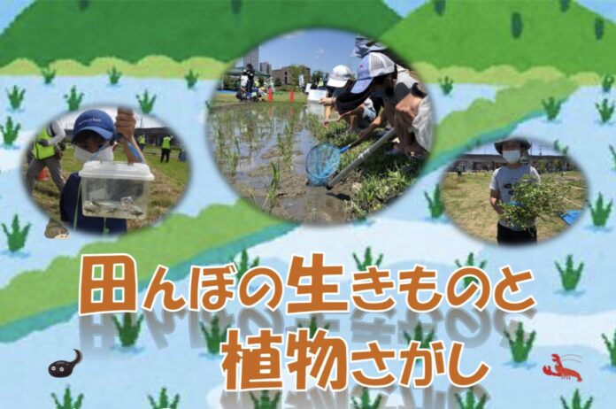 高槻市の安満遺跡公園の古代米水田で生きもの観察のメイン画像