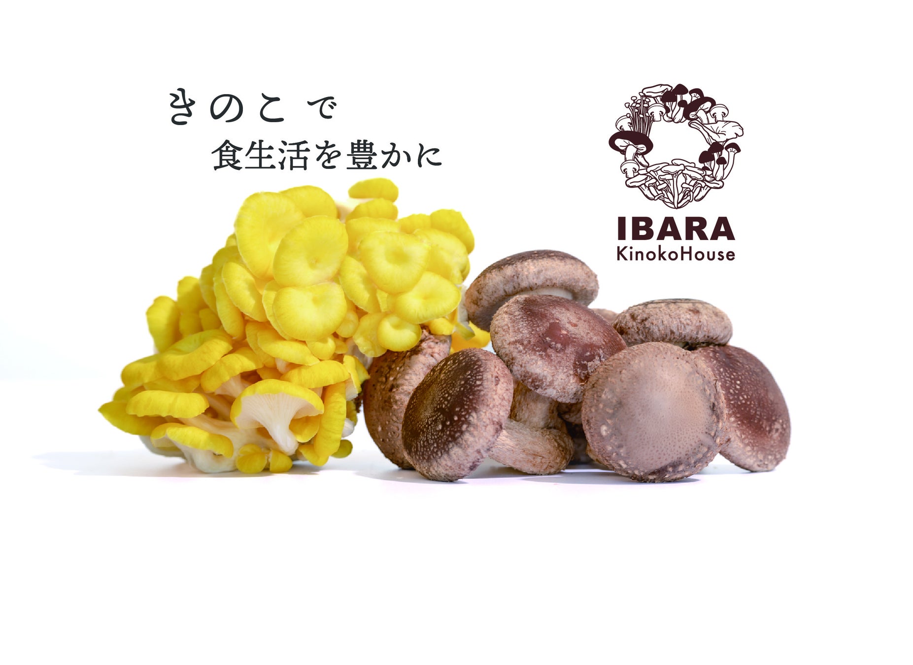 【広島県】“黄金きのこ”の新商品を発売！菌床栽培で循環型サステナブル農業のサブ画像1