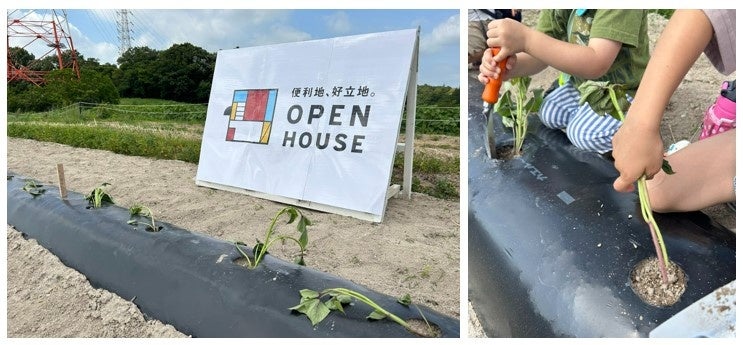 愛知牧場でさつまいもの苗植え体験「オープンハウスの畑」が誕生!!のサブ画像1