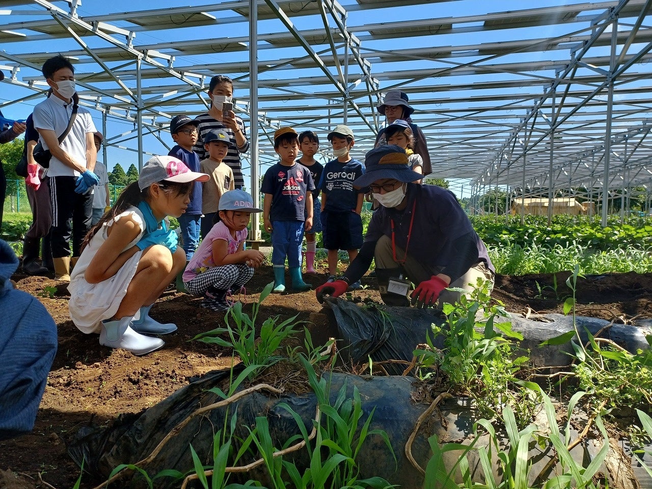 6/24(土)に千葉市緑区に食育をテーマに親子で学ぶジャガイモ収穫体験イベントの開催が決定のサブ画像1_過去に実施したイベントの様子