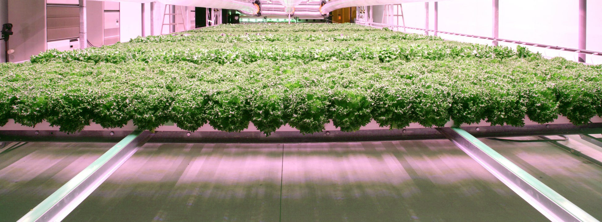 新型人工光植物工場 水光栽培™システム「AN」の初導入が決定、10 月から福井県おおい町で栽培を開始のサブ画像2