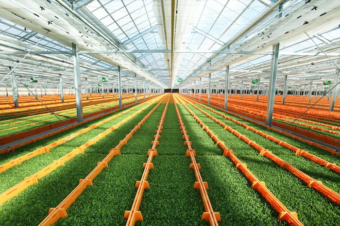 東北エリア初進出！発芽野菜生産施設では国内最大規模「宮城大郷生産センター」がついに完成のサブ画像3