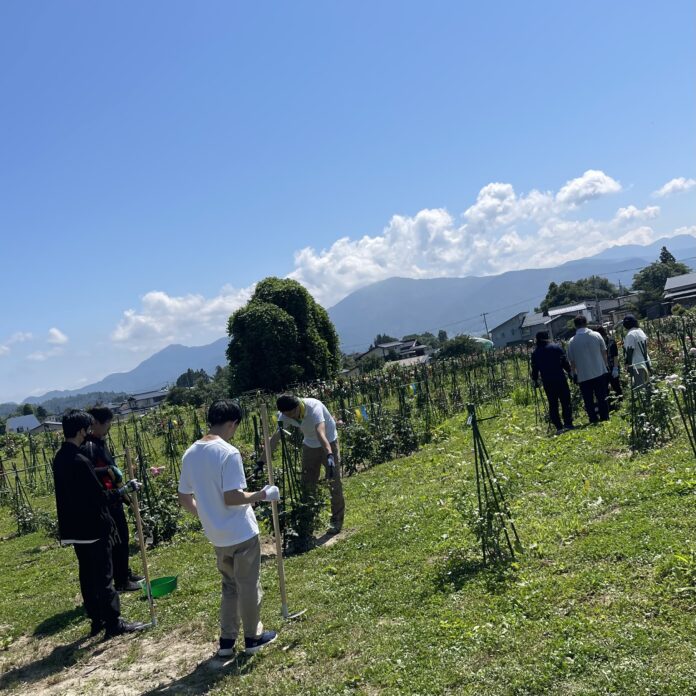 山形県村山市の食用バラ圃場にて7月よりつながる療育支援センターと業務提携のメイン画像