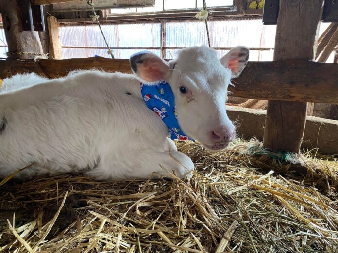 【USIMO】牛の健康をサポート！　夏も快適・電源不要・特殊構造のネッククーラー、広島家畜市場で展示販売　7/12のメイン画像