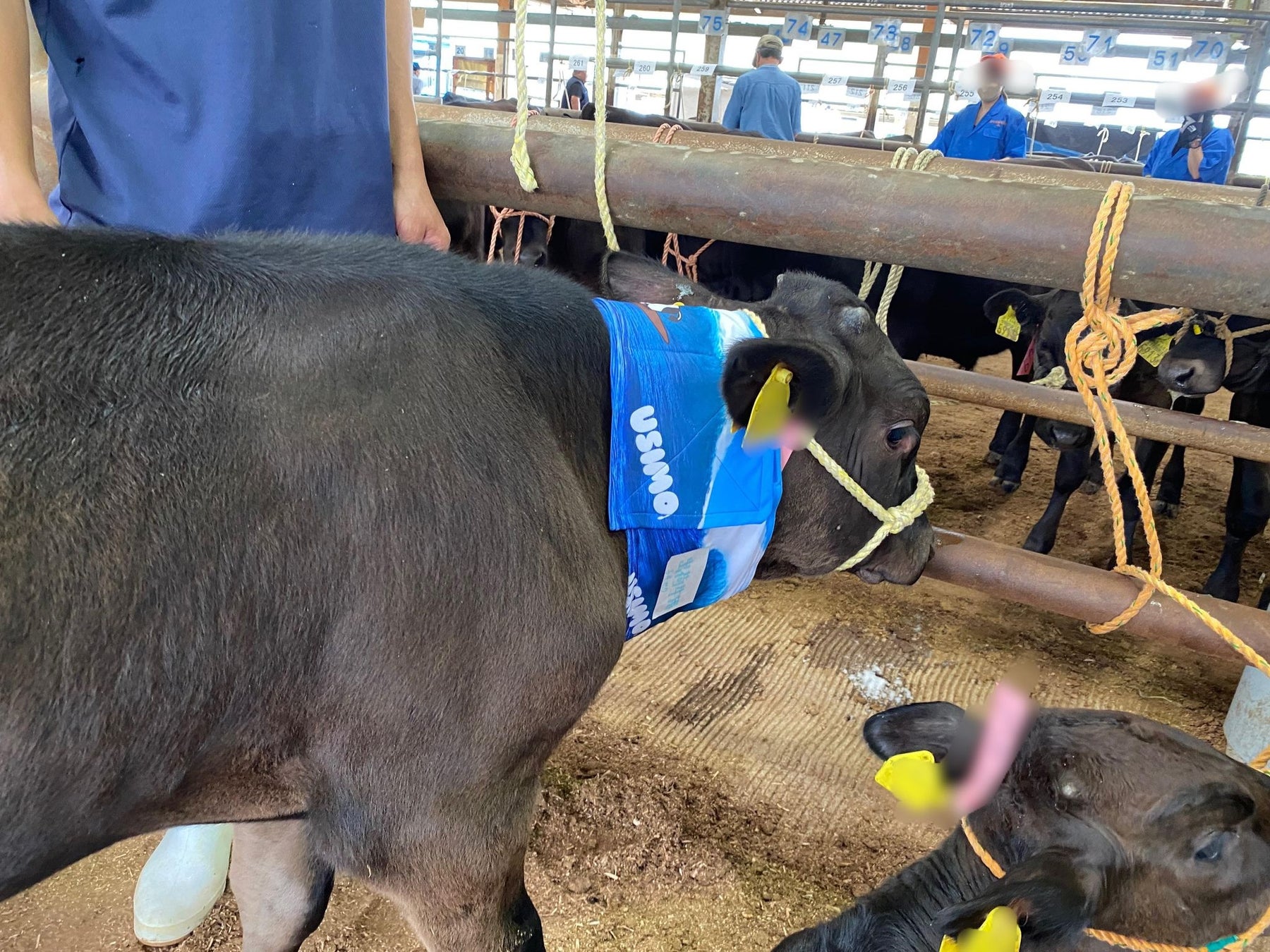 【USIMO】牛の健康をサポート！　夏も快適・電源不要・特殊構造のネッククーラー、広島家畜市場で展示販売　7/12のサブ画像3