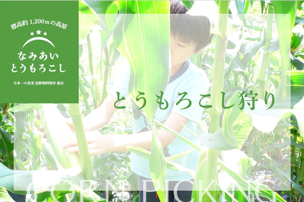 【日本一の星空】長野県阿智村　標高約1200ｍの高原で「なみあい とうもろこし」収穫体験開催のサブ画像2