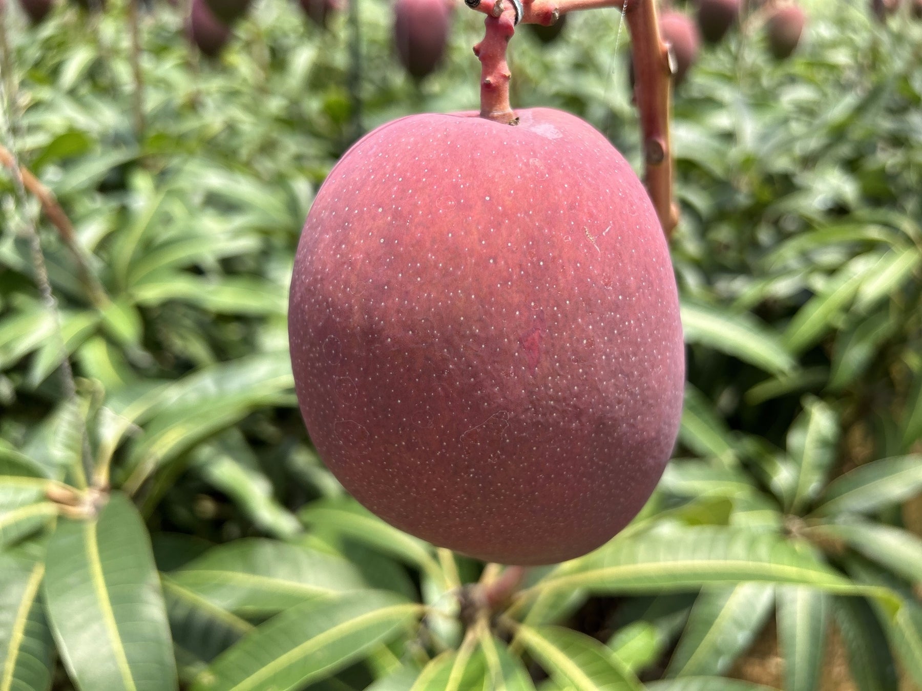 果汁たっぷりの夏フルーツをお届け！7/8からのフルパラコースは「山梨のもも＆マンゴー食べ放題」を開催♪味わいが異なる10種類の桃からその日に一番美味しい品種をお届け！のサブ画像6