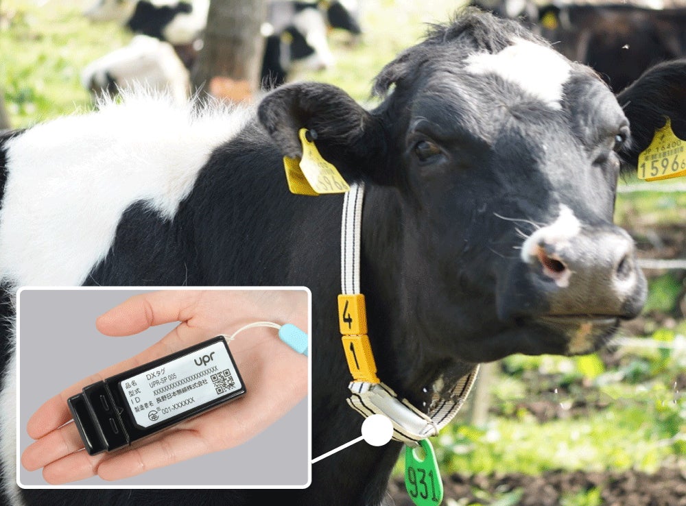 牛の発情・体調不良検知の自動化　畜産業界の人手不足解決を目指し実証実験を開始のサブ画像2_DXタグを牛に装着したイメージ