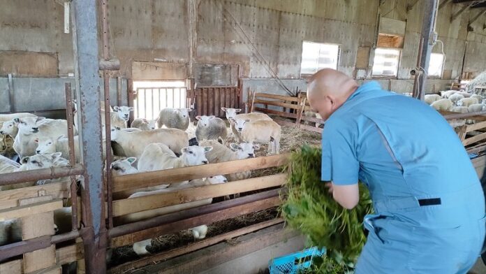 ルスツファームが廃棄野菜（生産残渣）を羊の飼料として活用した、地域の廃棄物・CO2の排出を削減するサスティナブルな取り組みを開始のメイン画像