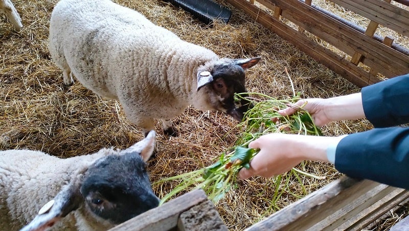 ルスツファームが廃棄野菜（生産残渣）を羊の飼料として活用した、地域の廃棄物・CO2の排出を削減するサスティナブルな取り組みを開始のサブ画像3