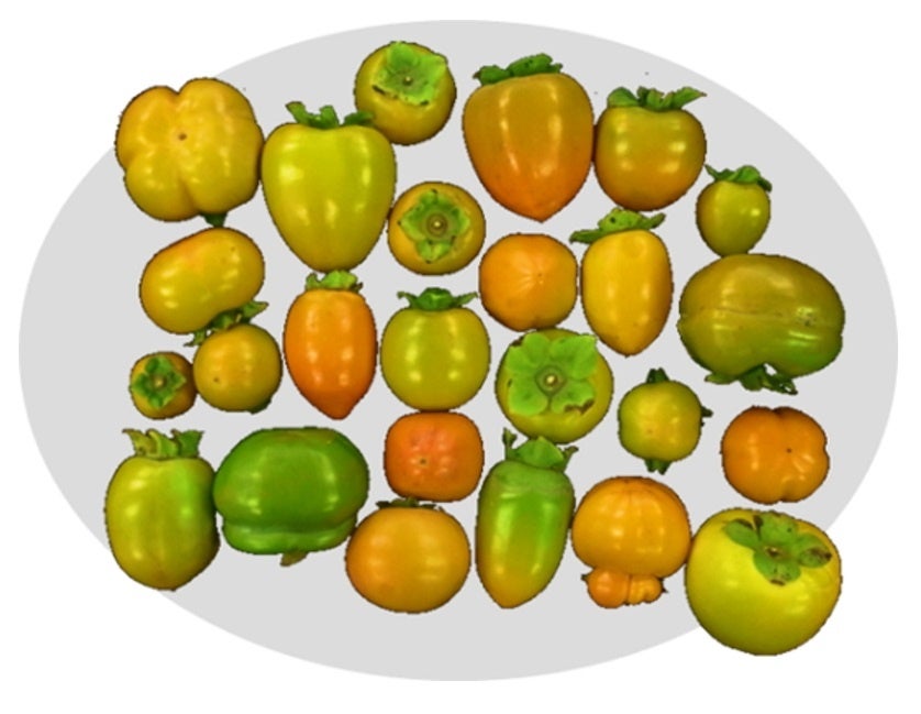 【岡山大学】栽培柿の高精度全ゲノム解読 ～果実や性別の進化を解明～のサブ画像3_図2. 栽培柿品種群に見られる多様な果実形状