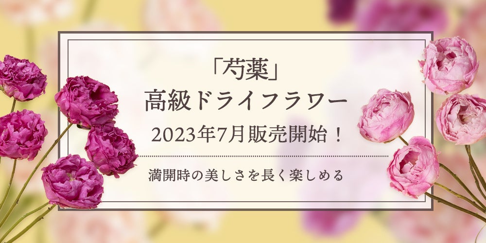 新商品「芍薬」の高級ドライフラワー販売開始！｜花の卸通販フラワースミスマーケットのサブ画像1