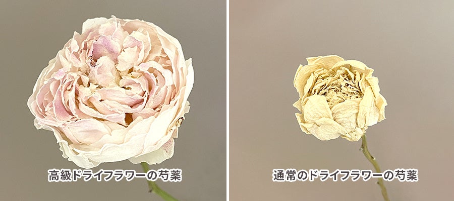 新商品「芍薬」の高級ドライフラワー販売開始！｜花の卸通販フラワースミスマーケットのサブ画像2