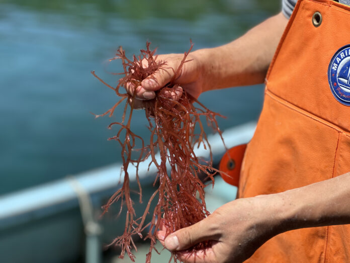 【新発売】海藻の新たな生産方法から食文化まで提案する「シーベジタブル」がついに、幻の海藻『ミリン』を一般販売開始のメイン画像