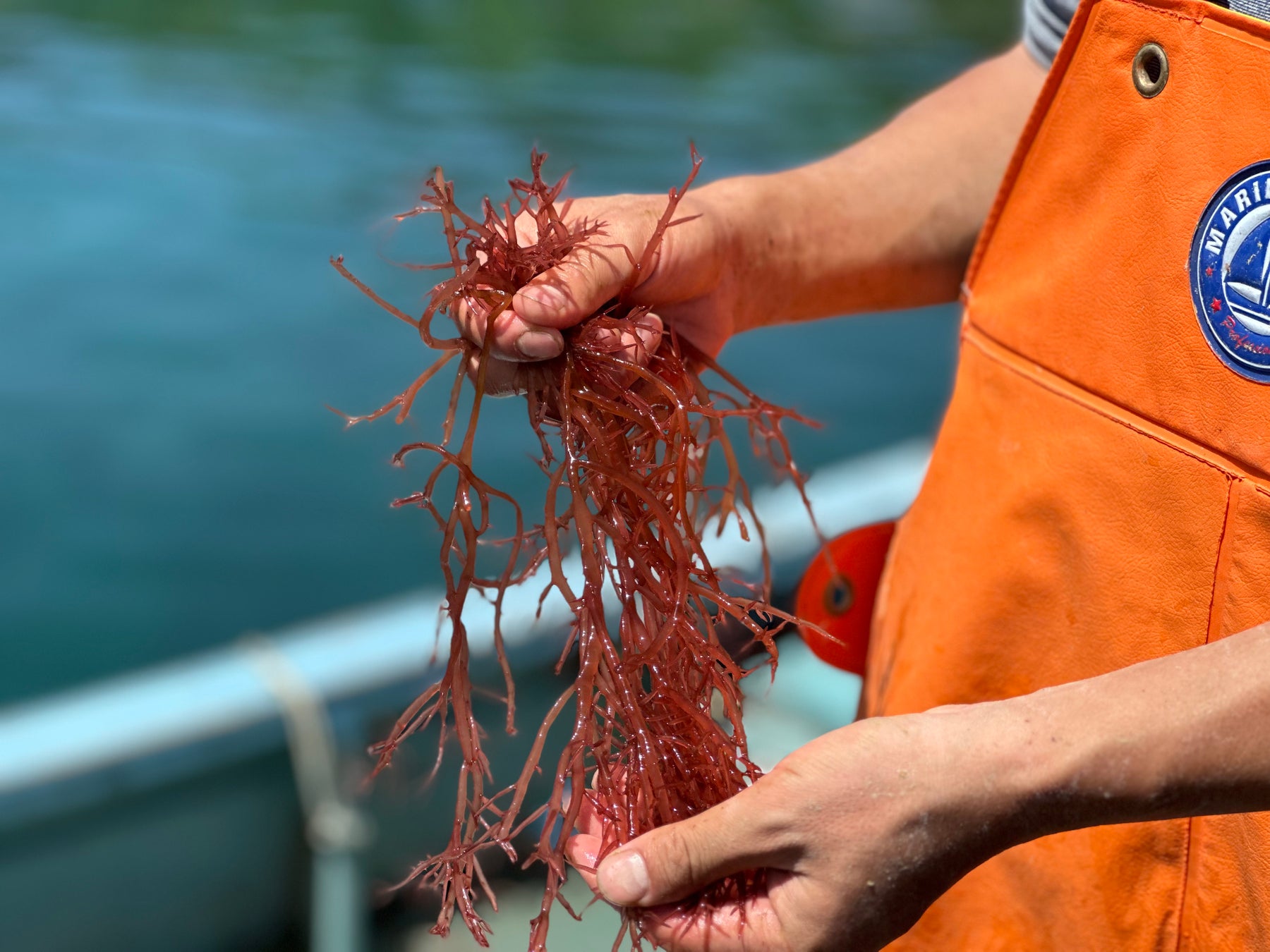 【新発売】海藻の新たな生産方法から食文化まで提案する「シーベジタブル」がついに、幻の海藻『ミリン』を一般販売開始のサブ画像1