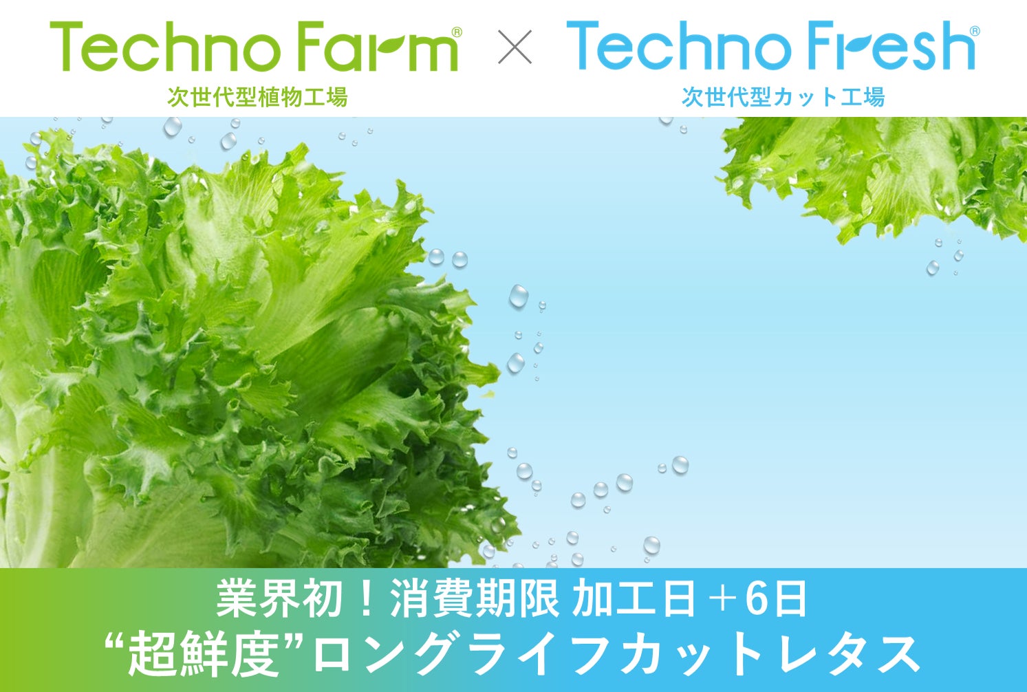 業界初！消費期限を6日まで延長した「Techno Fresh®」製法による“超鮮度”ロングライフカットレタスを商品化のサブ画像1