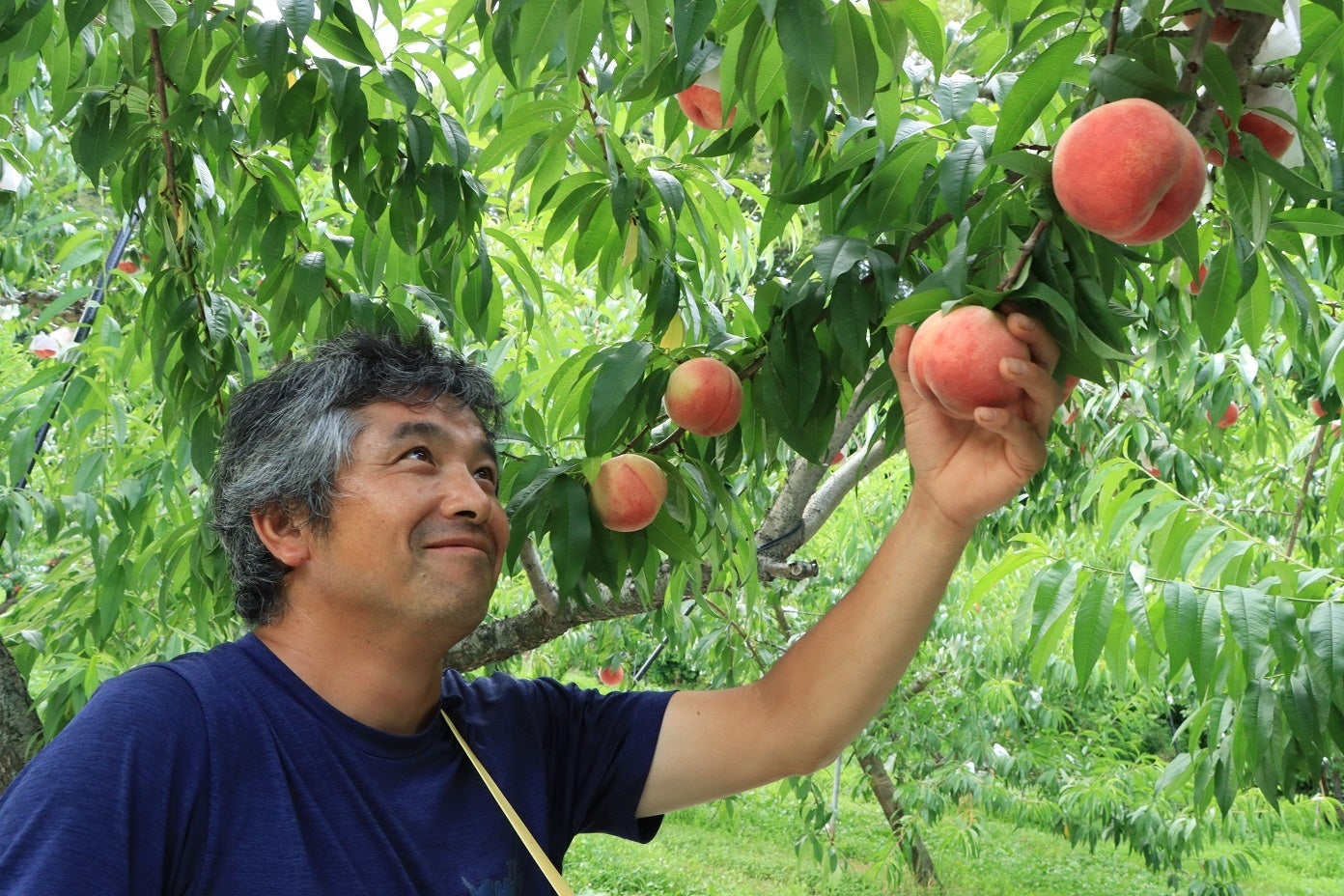 【岐阜県高山市】甘みたっぷりの特産品「飛騨桃」は夏限定の味わいですのサブ画像2_収穫作業中の堤さん