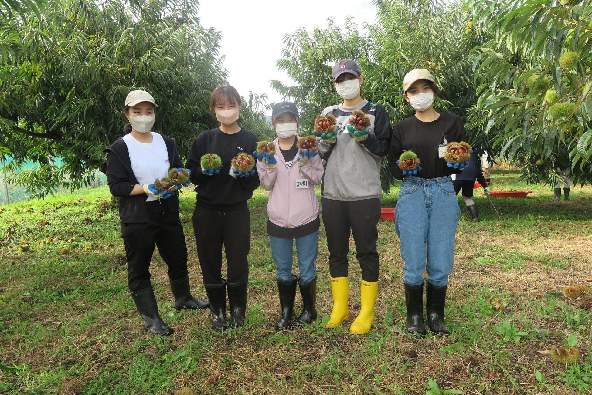 クラダシ、10月開催の社会貢献型インターンシップ「クラダシチャレンジ」の参加学生の募集を開始のサブ画像2_2022年9月に京丹波町で実施したクラチャレでの丹波栗の収穫の様子