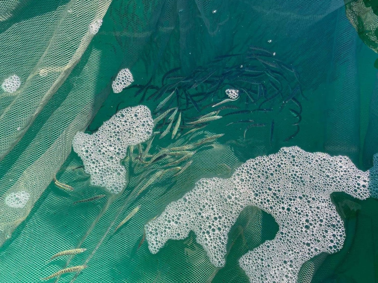 海なし県埼玉でサバを育てる「温泉サバ陸上養殖場」にて、３度目となるサバの稚魚投入を実施しますのサブ画像2