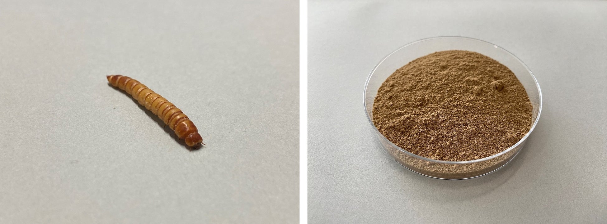 大日本印刷と愛媛大学　養殖魚のエサとなる昆虫の自動飼育装置の開発を開始のサブ画像3_乾燥ミールワーム（左）と飼料として使われるミールワームの粉末（右）