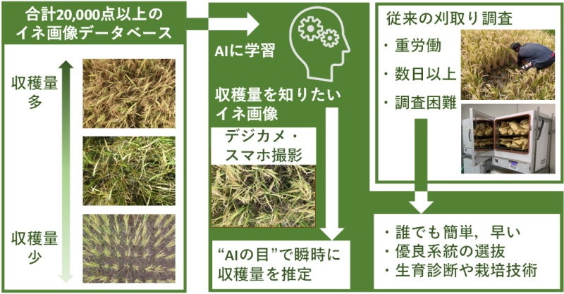 【岡山大学】“AIの目”によるイネ収穫量の簡単・迅速推定のサブ画像2_本研究成果の概要図