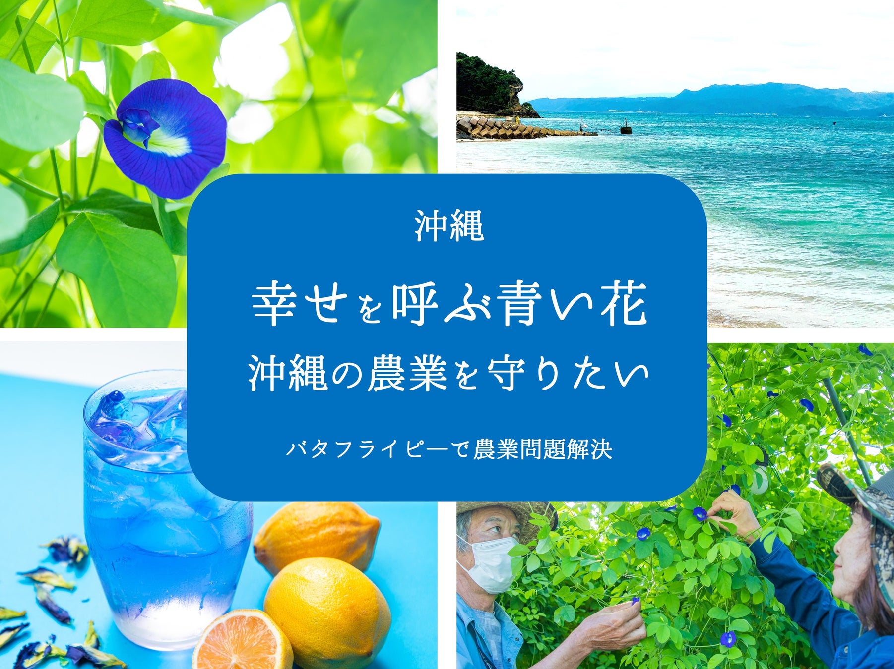 「幸せを呼ぶ」青いバタフライピーで沖縄の農業を救いたい。のサブ画像1