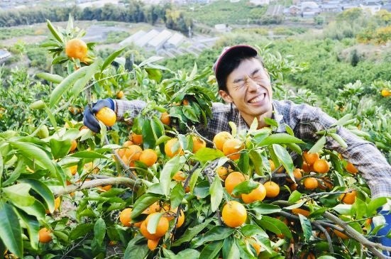 和歌山有田みかんを堪能！最大82種類の柑橘食べくらべ定期便「Mikan Mania（みかんマニア）」のサブ画像6