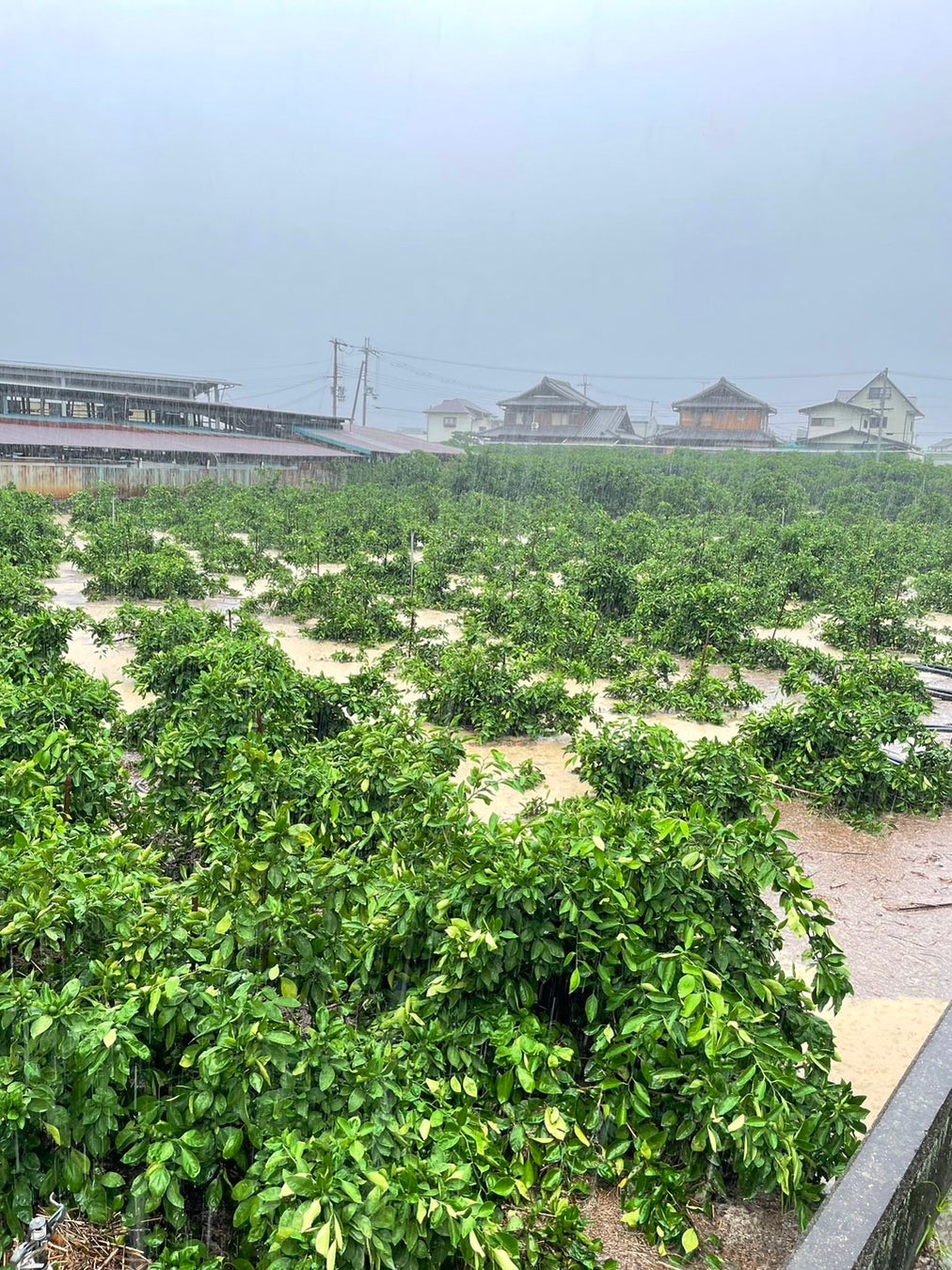 和歌山有田みかんを堪能！最大82種類の柑橘食べくらべ定期便「Mikan Mania（みかんマニア）」のサブ画像8