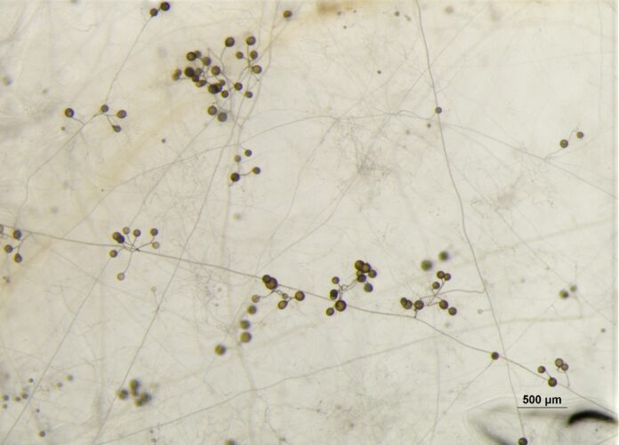 (株)松本微生物研究所「アーバスキュラー菌根菌」純粋培養製品を研究開発のメイン画像