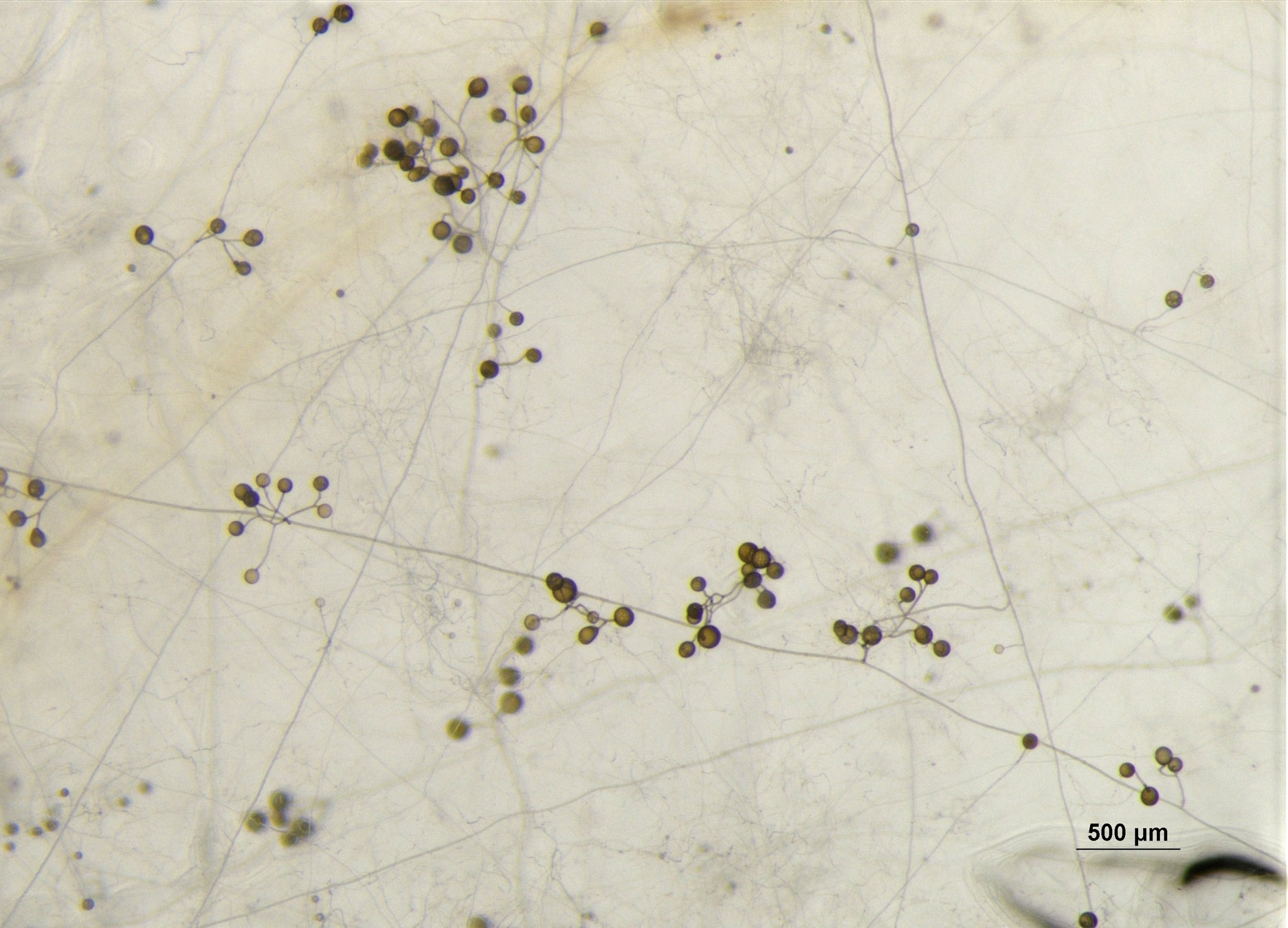 (株)松本微生物研究所「アーバスキュラー菌根菌」純粋培養製品を研究開発のサブ画像2