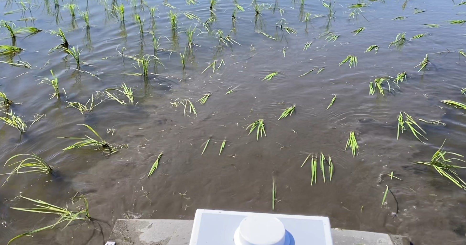 農業用除草ロボットSV01を開発のサブ画像2_専用設計の除草装置で雑草を浮かせます。次々と雑草を浮かせる様子はYouTubeでご覧ください。