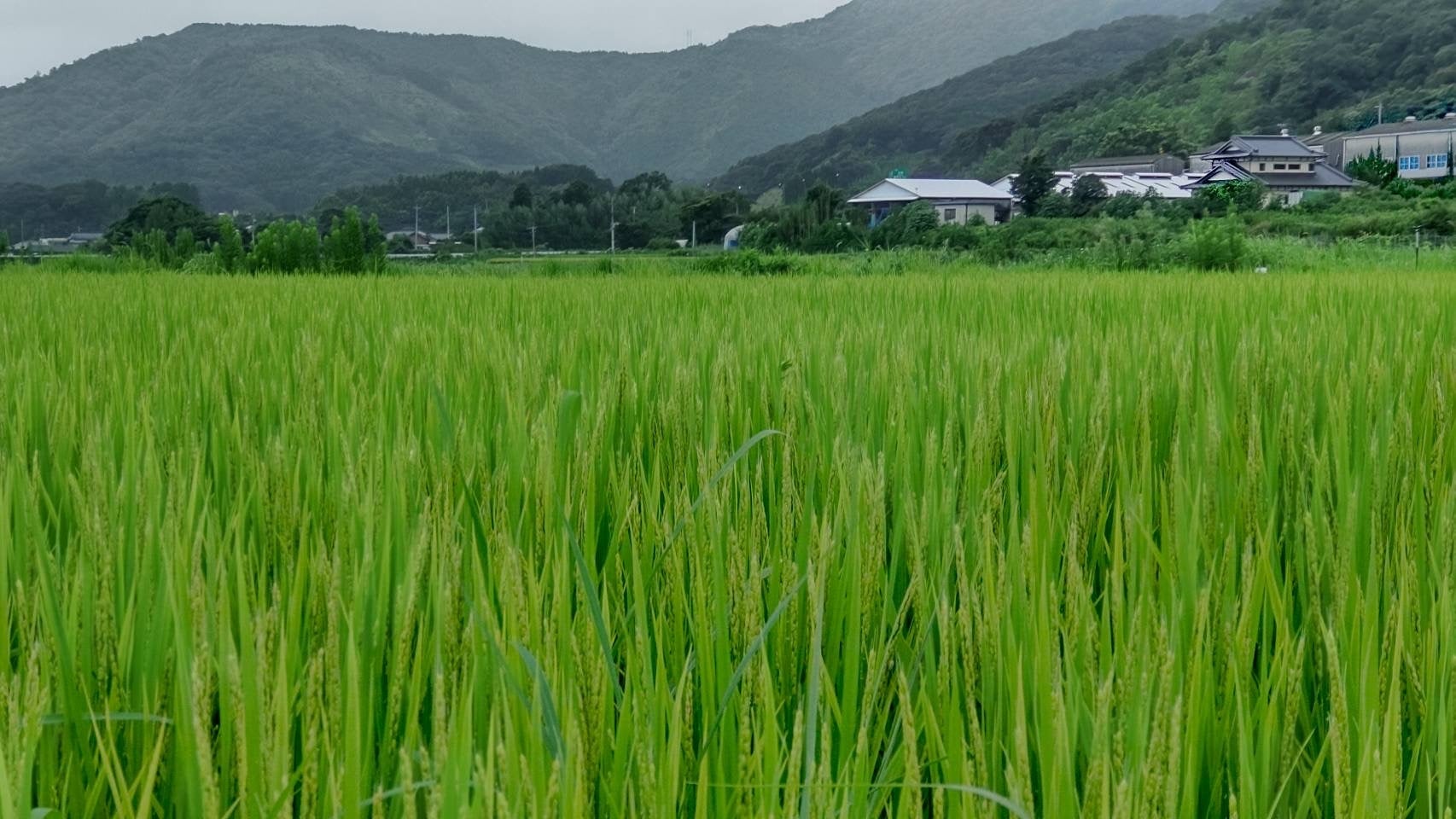 省力化しても豊作！ ロボット技術を活用した”WORKROID米“を初収穫のサブ画像7_2023年8月時点
